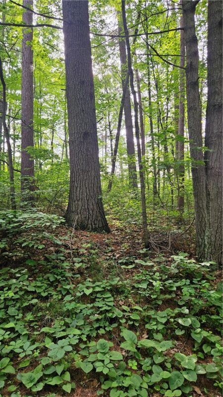 Lots 1-6, 35-40 John Ericsson Avenue, Hayward WI 54843 - Land house for sale - MLS #1592536 - image11
