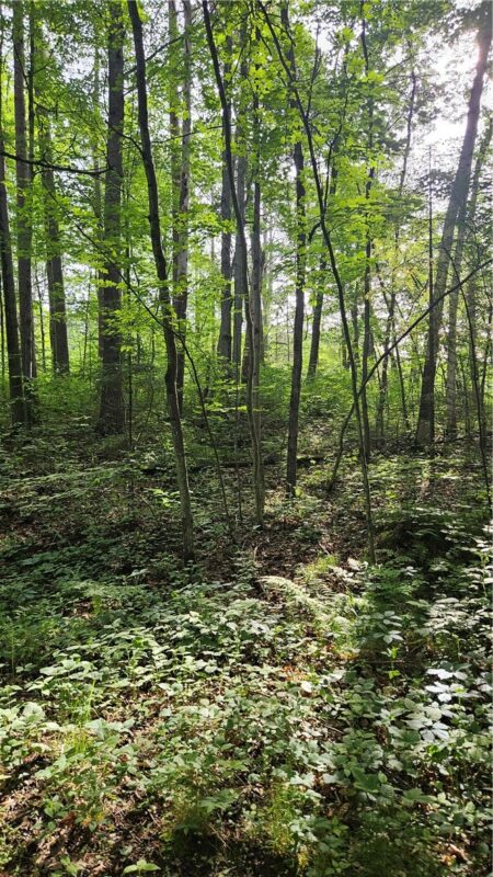 Lots 1-6, 35-40 John Ericsson Avenue, Hayward WI 54843 - Land house for sale - MLS #1592536 - image12