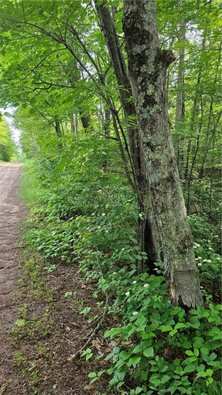 Lots 1-6, 35-40 John Ericsson Avenue, Hayward WI 54843 - Land house for sale - MLS #1592536 - image10