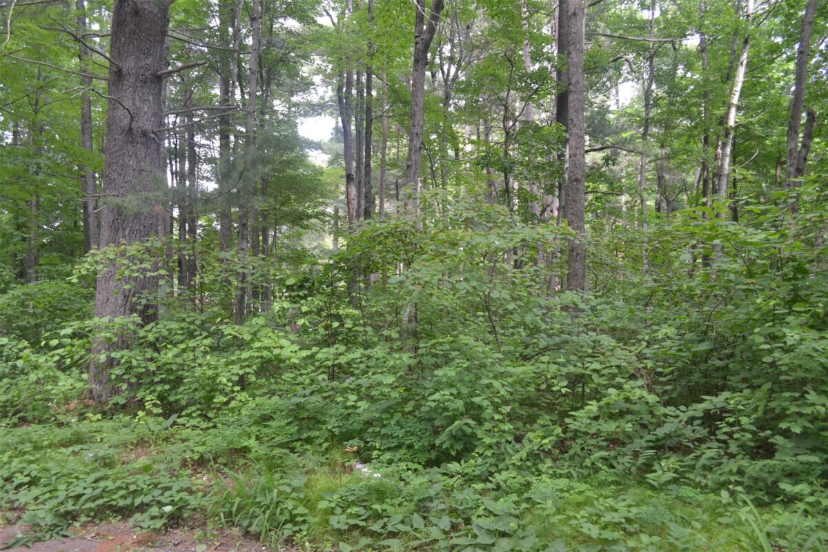 Lots 5-12 Block 16 Woodland Avenue, Hayward WI 54843 - Land house for sale - MLS #1602672 - image12