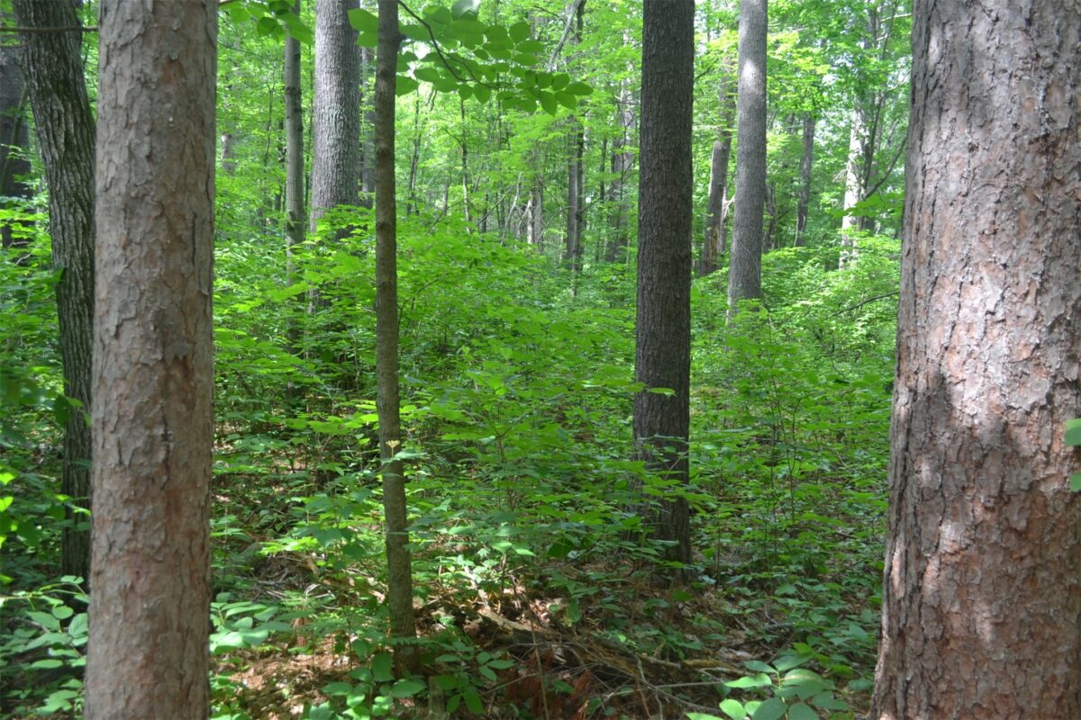 Lots 5-12 Block 16 Woodland Avenue, Hayward WI 54843 - Land house for sale - MLS #1602672 - image4