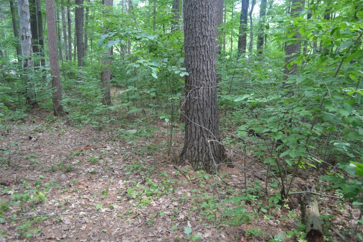 Lots 5-12 Block 16 Woodland Avenue, Hayward WI 54843 - Land house for sale - MLS #1602672 - image7