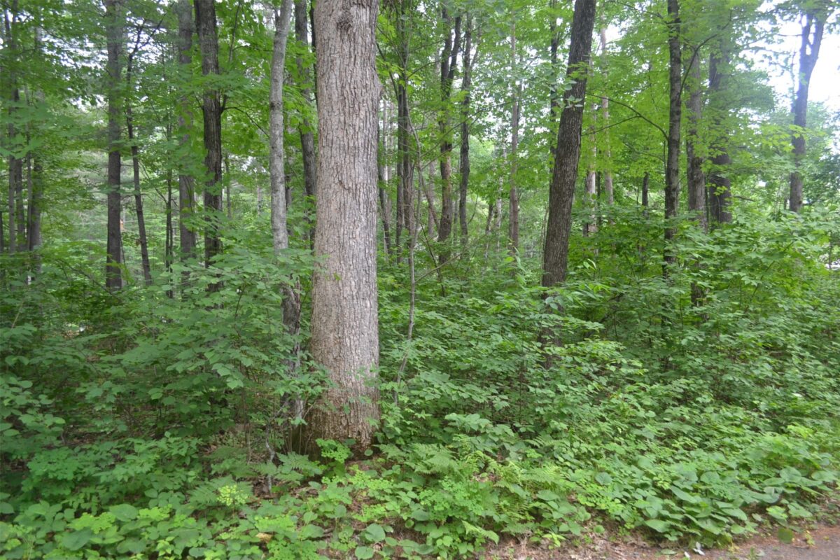 Lots 5-12 Block 16 Woodland Avenue, Hayward WI 54843 - Land house for sale - MLS #1602672 - image8