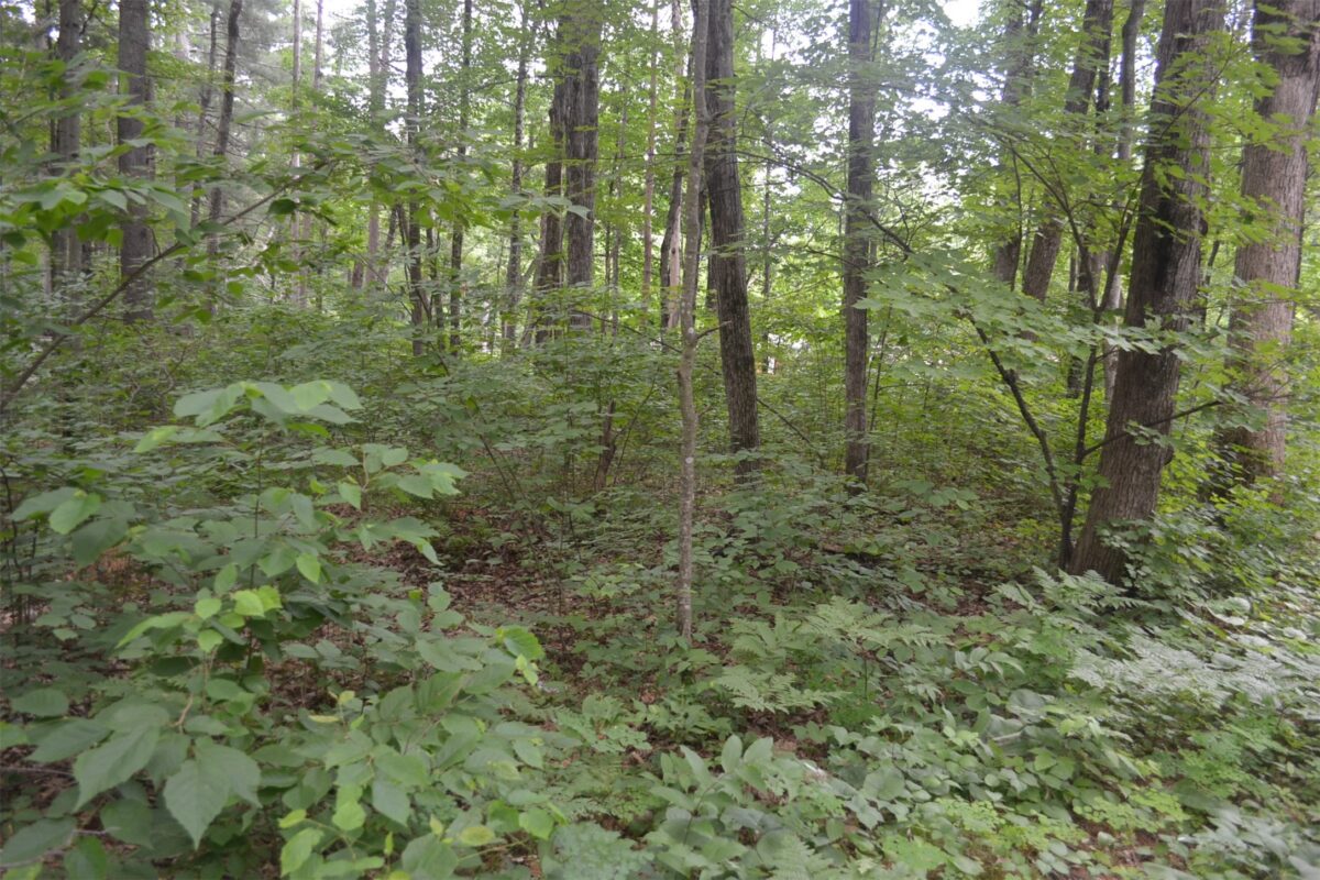 Lots 5-12 Block 16 Woodland Avenue, Hayward WI 54843 - Land house for sale - MLS #1602672 - image10