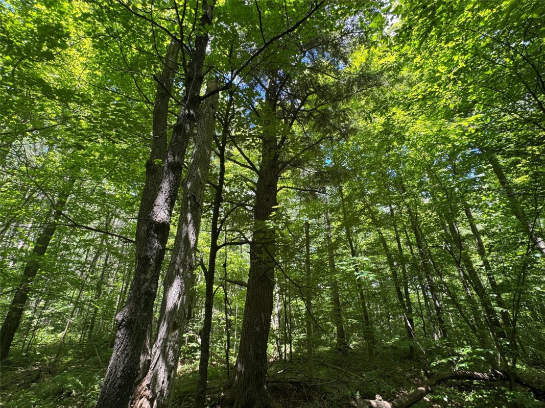 OOO SNOWSHOE RD., Wausau WI 54403 - Land house for sale - MLS #1602503 - image26