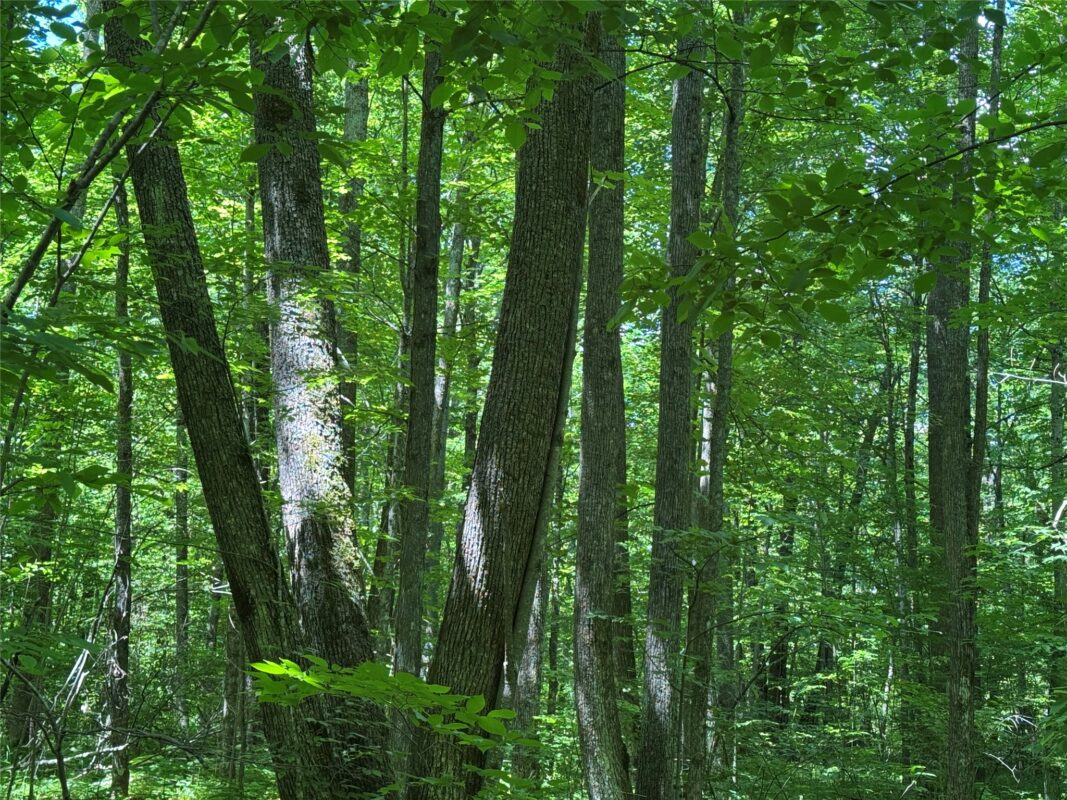OOO SNOWSHOE RD., Wausau WI 54403 - Land house for sale - MLS #1602503 - image36
