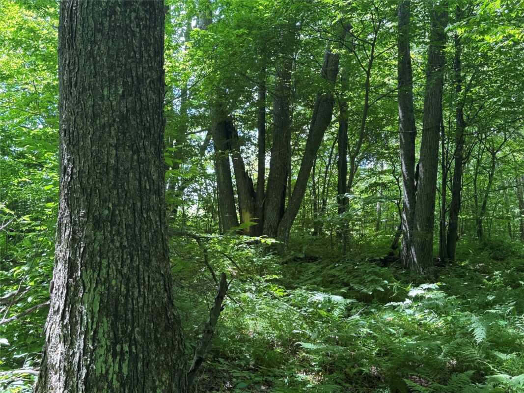 OOO SNOWSHOE RD., Wausau WI 54403 - Land house for sale - MLS #1602503 - image37