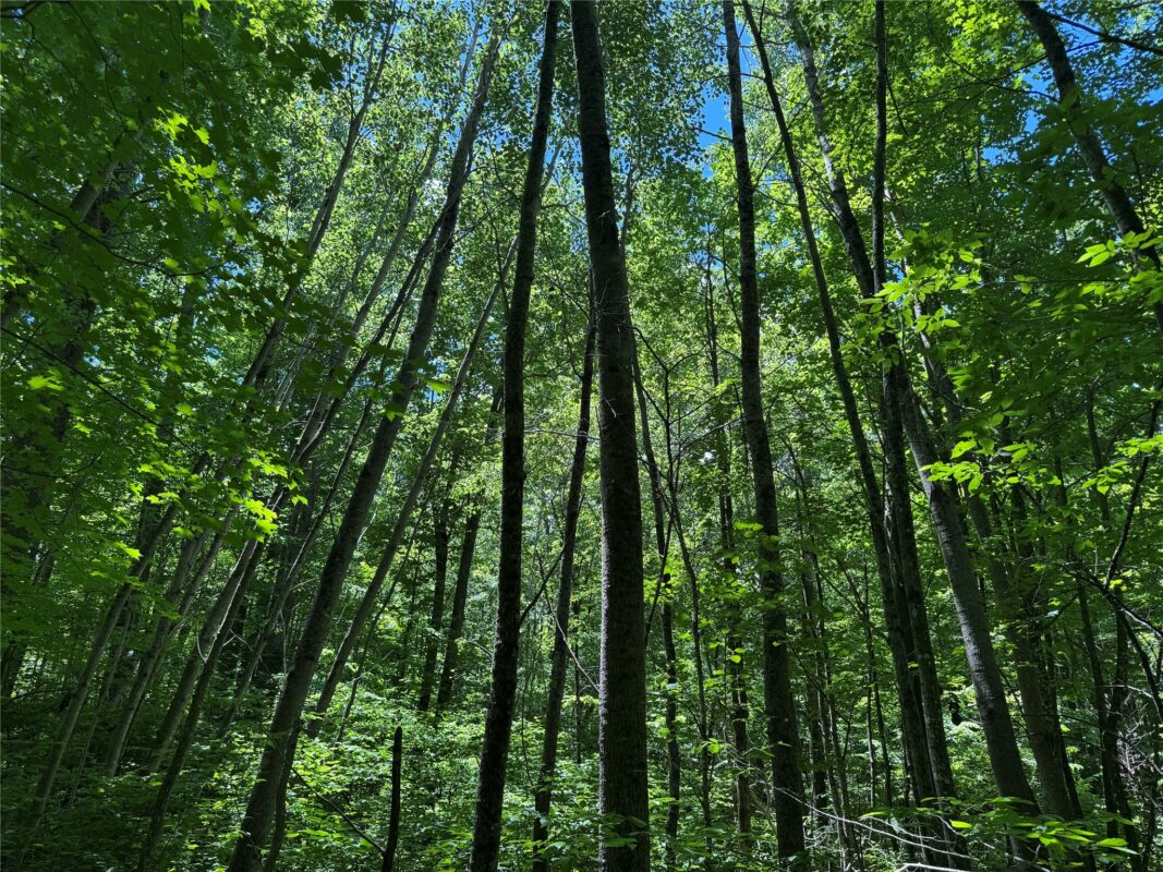 OOO SNOWSHOE RD., Wausau WI 54403 - Land house for sale - MLS #1602503 - image6