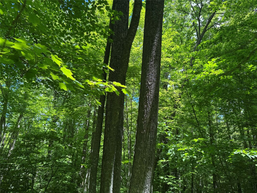 OOO SNOWSHOE RD., Wausau WI 54403 - Land house for sale - MLS #1602503 - image9