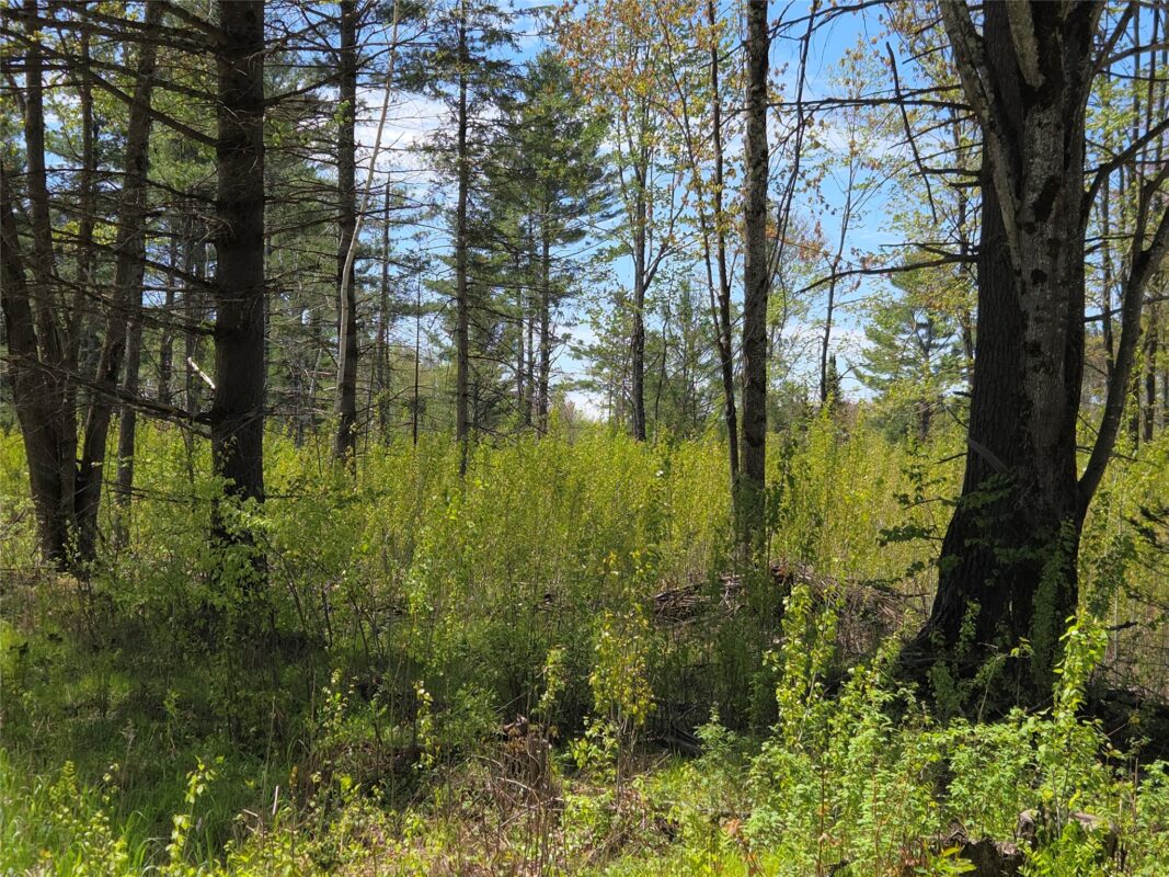 On Central Avenue, Brantwood WI 54513 - Land house for sale - MLS #1601544 - image2