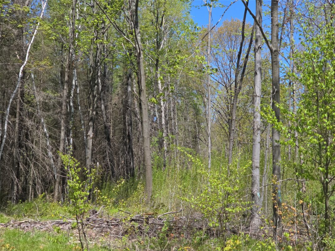 On Central Avenue, Brantwood WI 54513 - Land house for sale - MLS #1601548 - image5