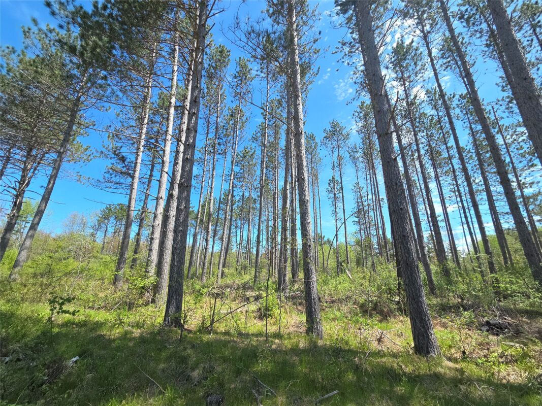 On Central Avenue, Brantwood WI 54513 - Land house for sale - MLS #1601544 - image5