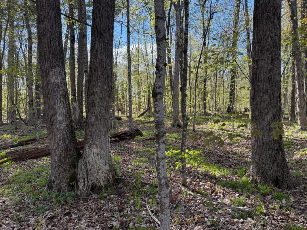 W2373 Blackhawk Road, Sarona WI 54870 - Land house for sale - MLS #1601195 - image11