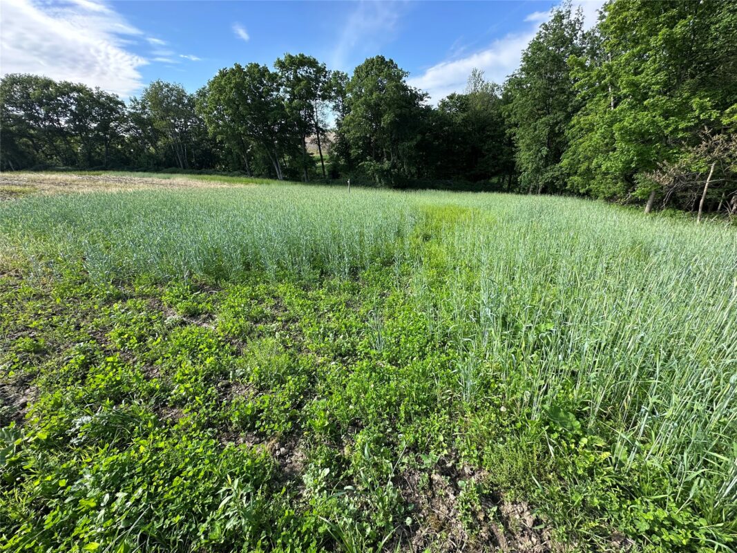 W325 50TH Avenue, Plum City WI 54761 - Land house for sale - MLS #1602013 - image8