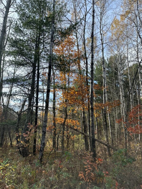 XX Shore Drive, Springbrook WI 54875 - Land house for sale - MLS #1602477 - image4