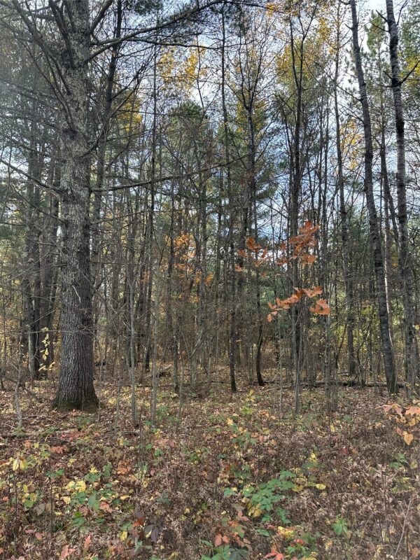 XX Shore Drive, Springbrook WI 54875 - Land house for sale - MLS #1602477 - image5