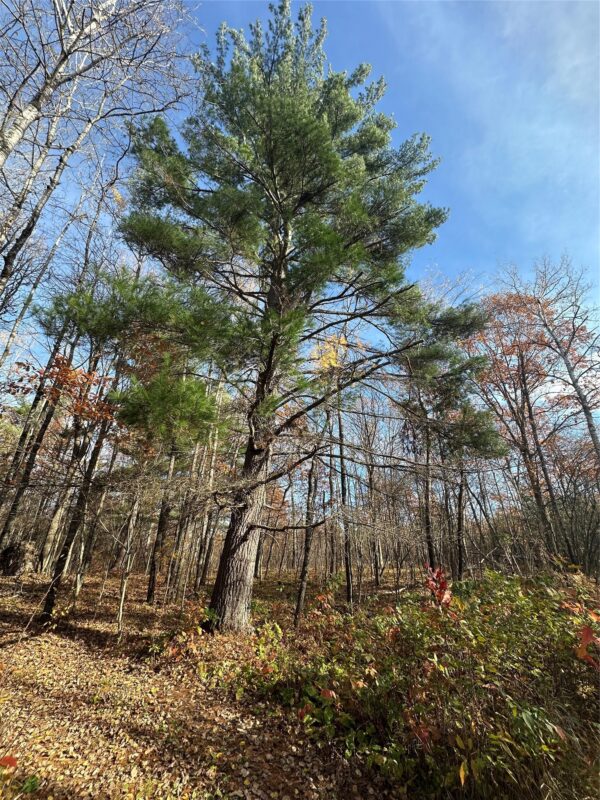 XX Shore Drive, Springbrook WI 54875 - Land house for sale - MLS #1602477 - image6