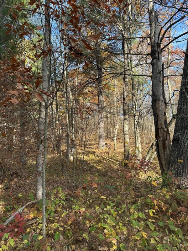 XX Shore Drive, Springbrook WI 54875 - Land house for sale - MLS #1602477 - image9