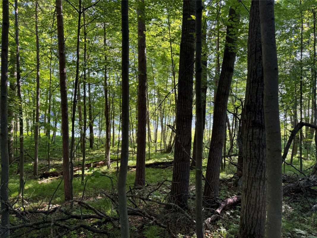 XXX Sathre Lane, Shell Lake WI 54871 - Land house for sale - MLS #1602131 - image18