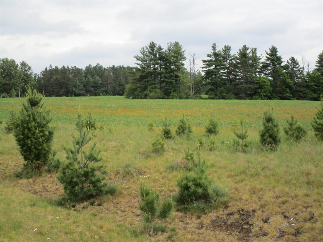 xxx River Pines Drive, Ladysmith WI 54848 - Land house for sale - MLS #1601947 - image4