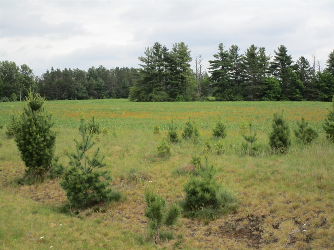 xxx River Pines Drive, Ladysmith WI 54848 - Land house for sale - MLS #1601947 - image5