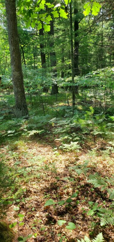 0 Highway D, Holcombe WI 54745 - Land house for sale - MLS #1602913 - image5
