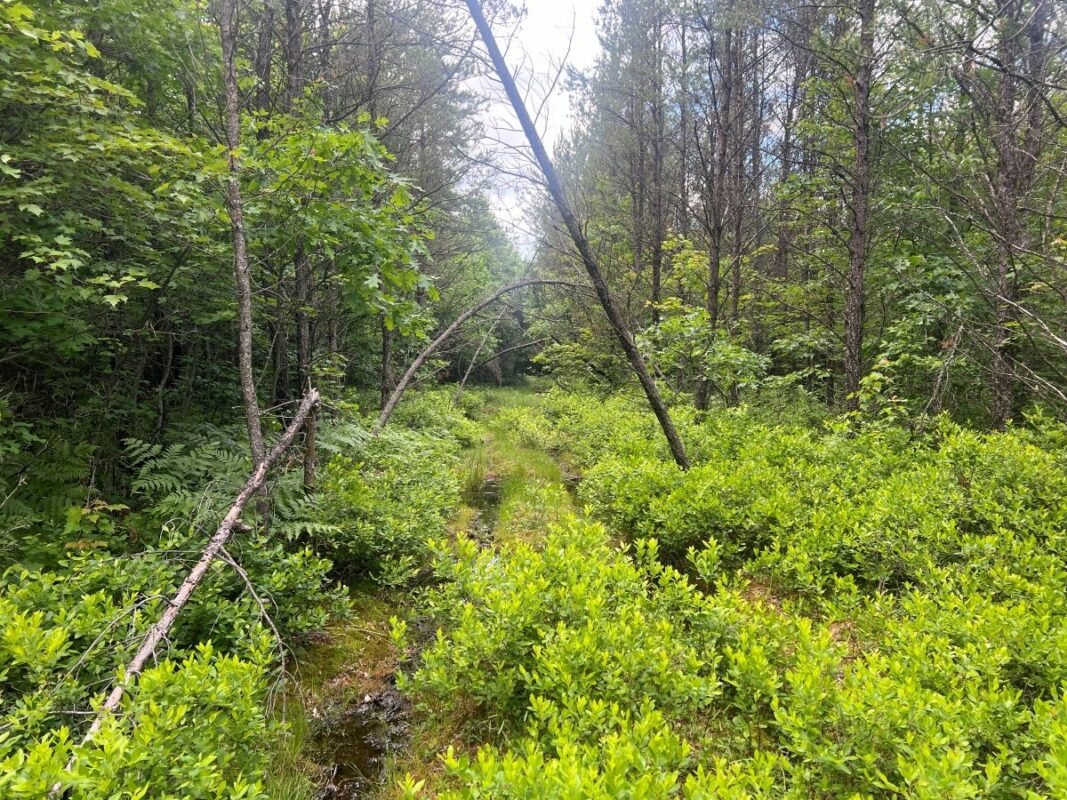 0 Old Highway 54, Pittsville WI 54466 - Land house for sale - MLS #1602495 - image11