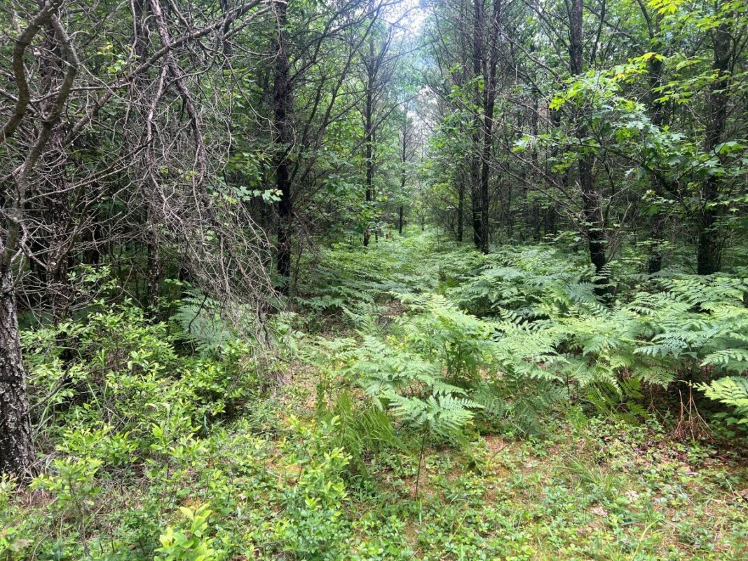 0 Old Highway 54, Pittsville WI 54466 - Land house for sale - MLS #1602495 - image12