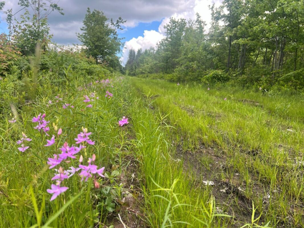 0 Old Highway 54, Pittsville WI 54466 - Land house for sale - MLS #1602495 - image10