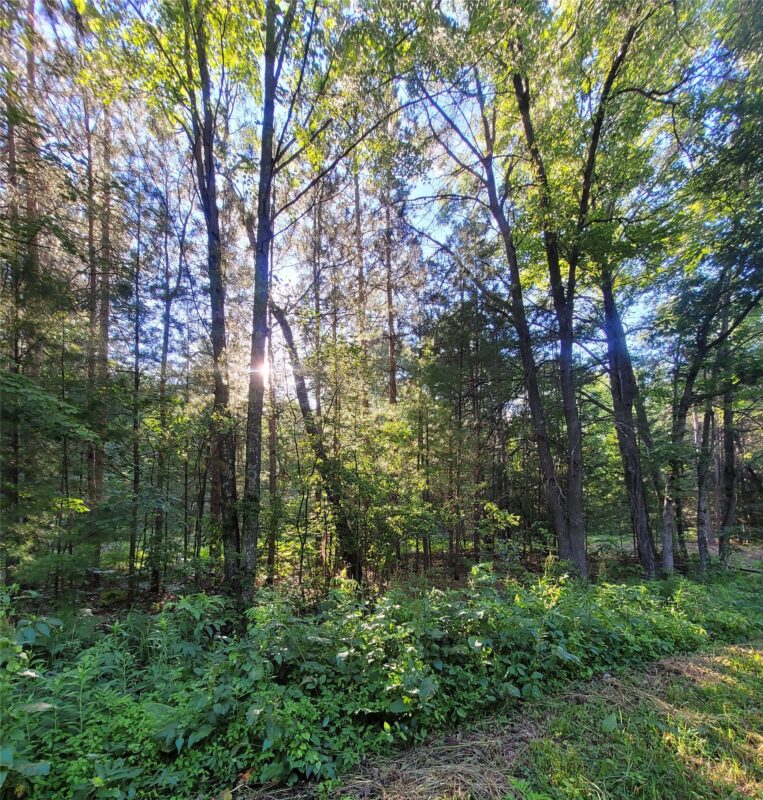 0 Old Highway12 Lot 6, Merrillan WI 54754 - Land house for sale - MLS #1602219 - image4