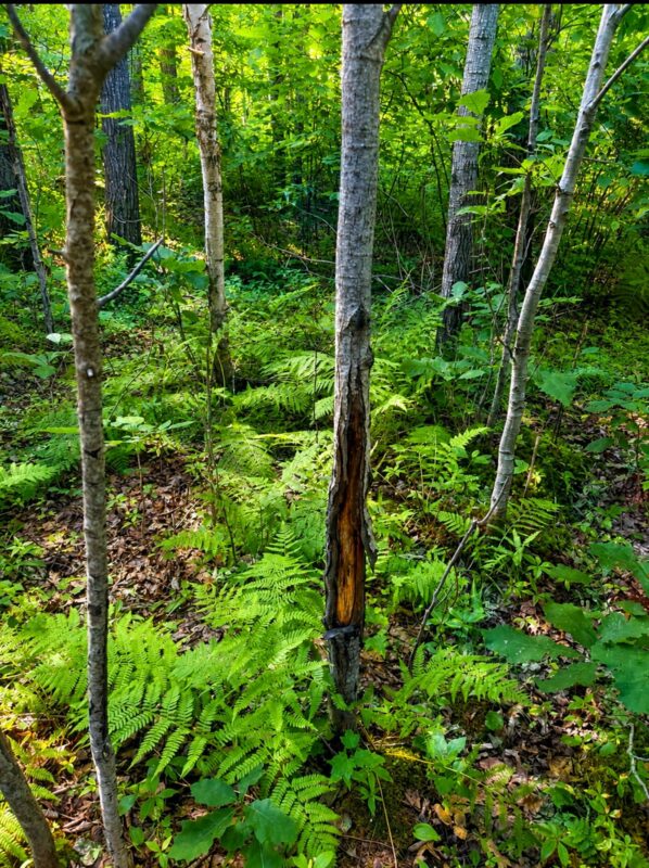00 26 1/2 Avenue, Cumberland WI 54829 - Land house for sale - MLS #1603398 - image28