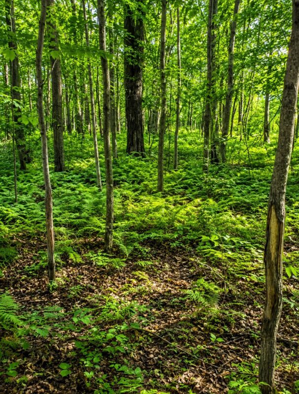 00 26 1/2 Avenue, Cumberland WI 54829 - Land house for sale - MLS #1603398 - image31