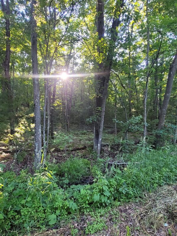 00 Old Hwy 12 Lot 5, Merrillan WI 54754 - Land house for sale - MLS #1602922 - image2