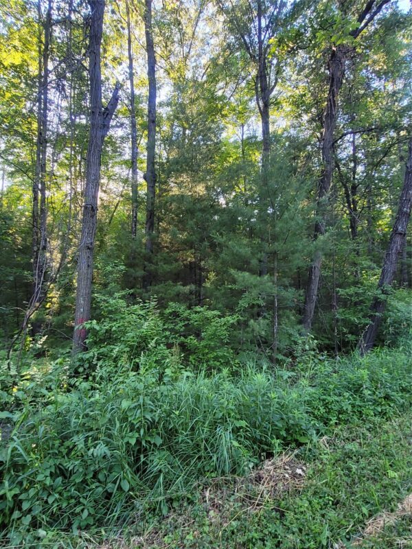 00 Old Hwy 12 Lot 5, Merrillan WI 54754 - Land house for sale - MLS #1602922 - image4