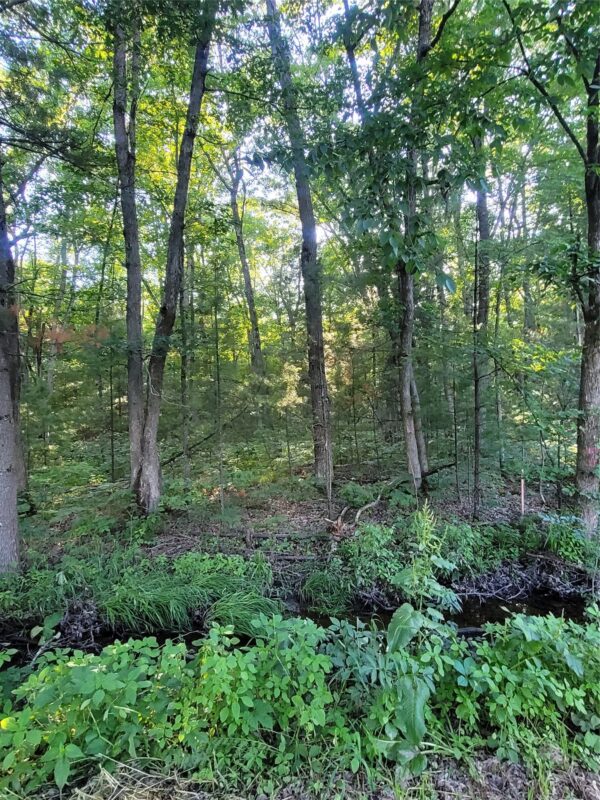 00 Old Hwy 12 Lot 5, Merrillan WI 54754 - Land house for sale - MLS #1602922 - image5