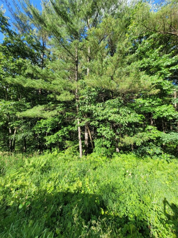 00 Old Hwy 12 Lot 5, Merrillan WI 54754 - Land house for sale - MLS #1602922 - image9
