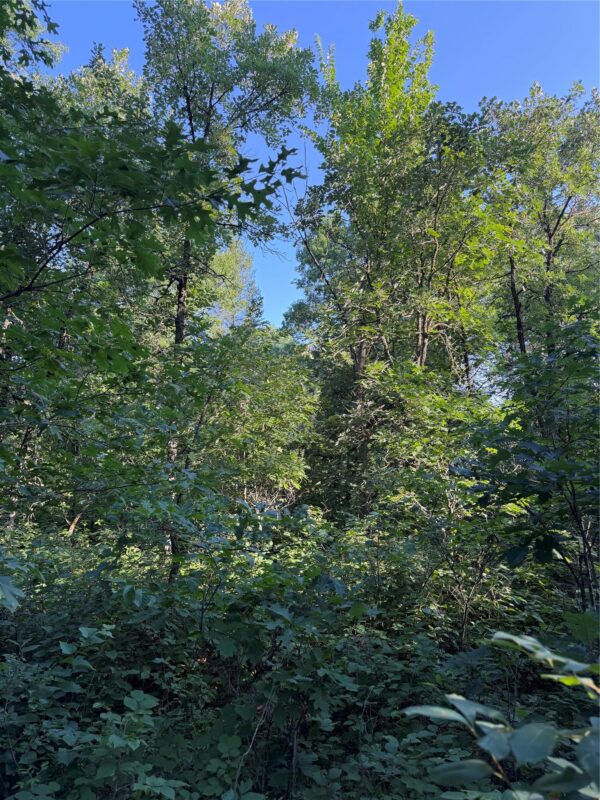 00000 Volkmann Lane, Grantsburg WI 54840 - Land house for sale - MLS #1603383 - image4