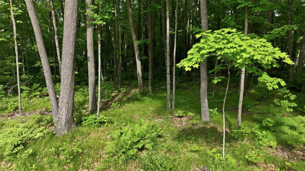 12745W Goldfinch Lane, Hayward WI 54843 - Land house for sale - MLS #1602809 - image16