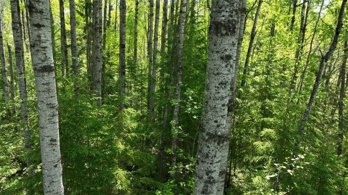 1640 County Road W, Superior WI 54880 - Land house for sale - MLS #1602205 - image29