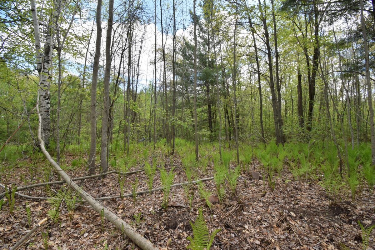 25383 Mansfield Road, Webster WI 54893 - Land house for sale - MLS #1601408 - image12