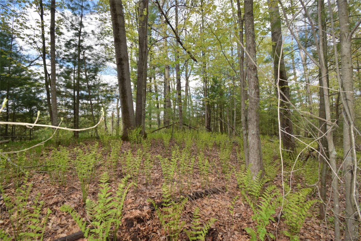 25383 Mansfield Road, Webster WI 54893 - Land house for sale - MLS #1601408 - image10