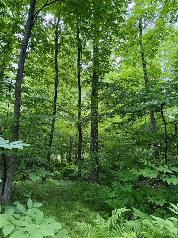 25478 185th Avenue, Cornell WI 54732 - Land house for sale - MLS #1603555 - image12
