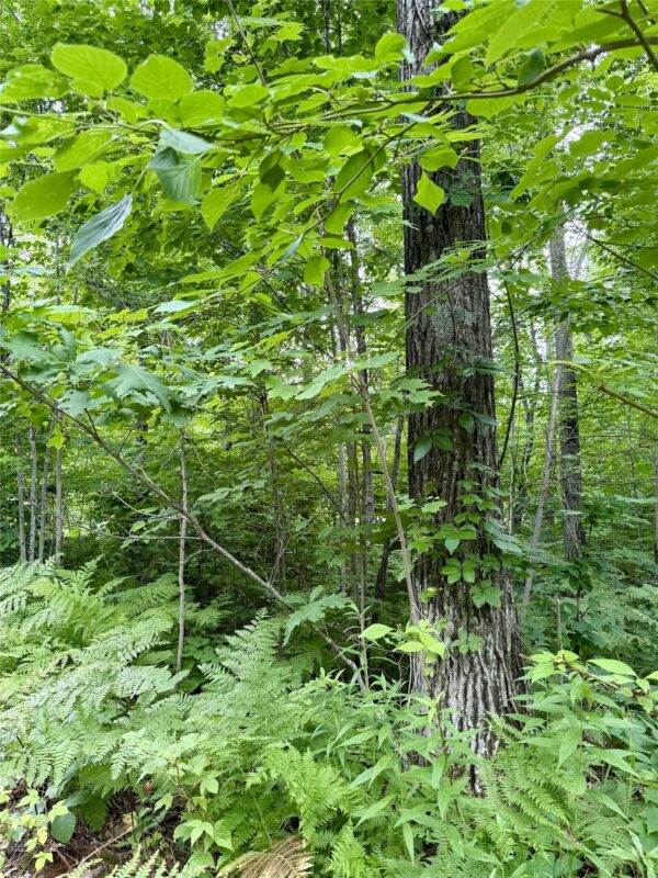 25478 185th Avenue, Cornell WI 54732 - Land house for sale - MLS #1603555 - image13