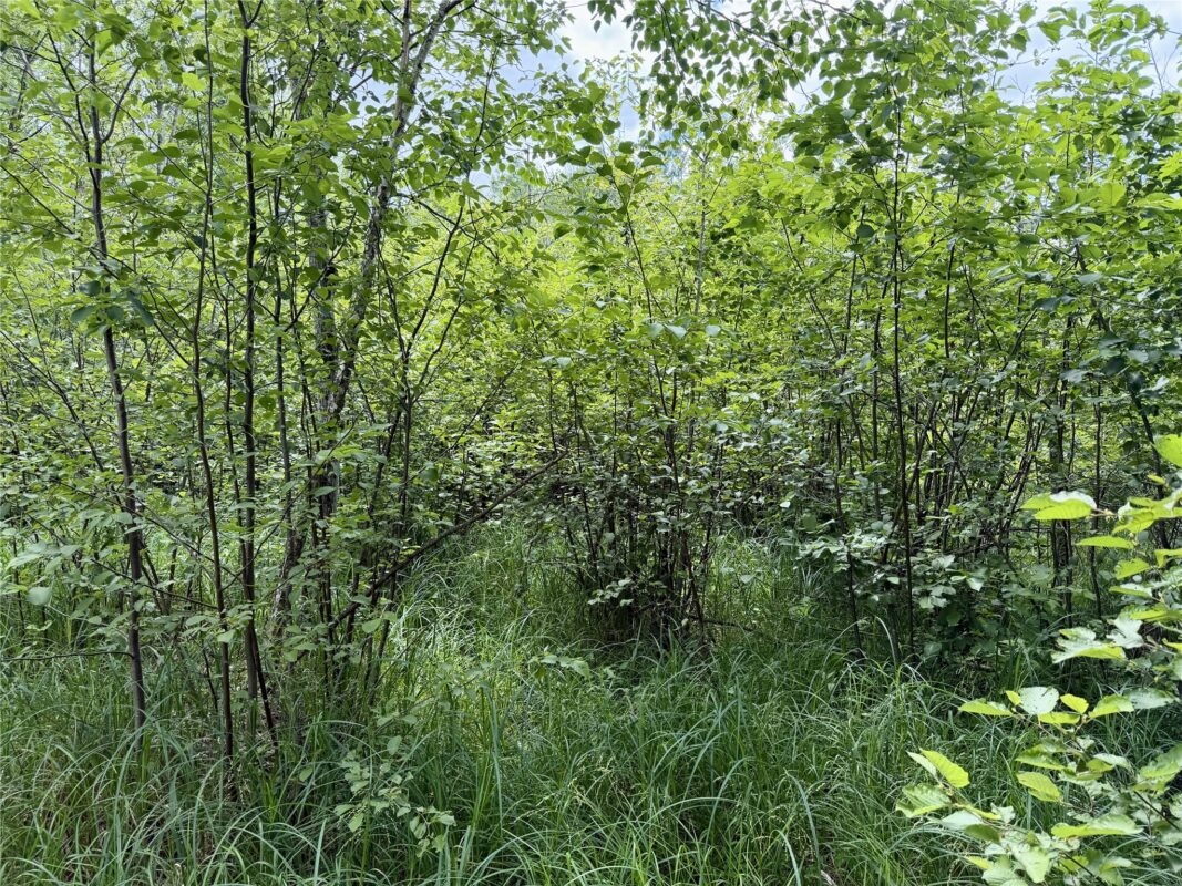 25478 185th Avenue, Cornell WI 54732 - Land house for sale - MLS #1603555 - image15