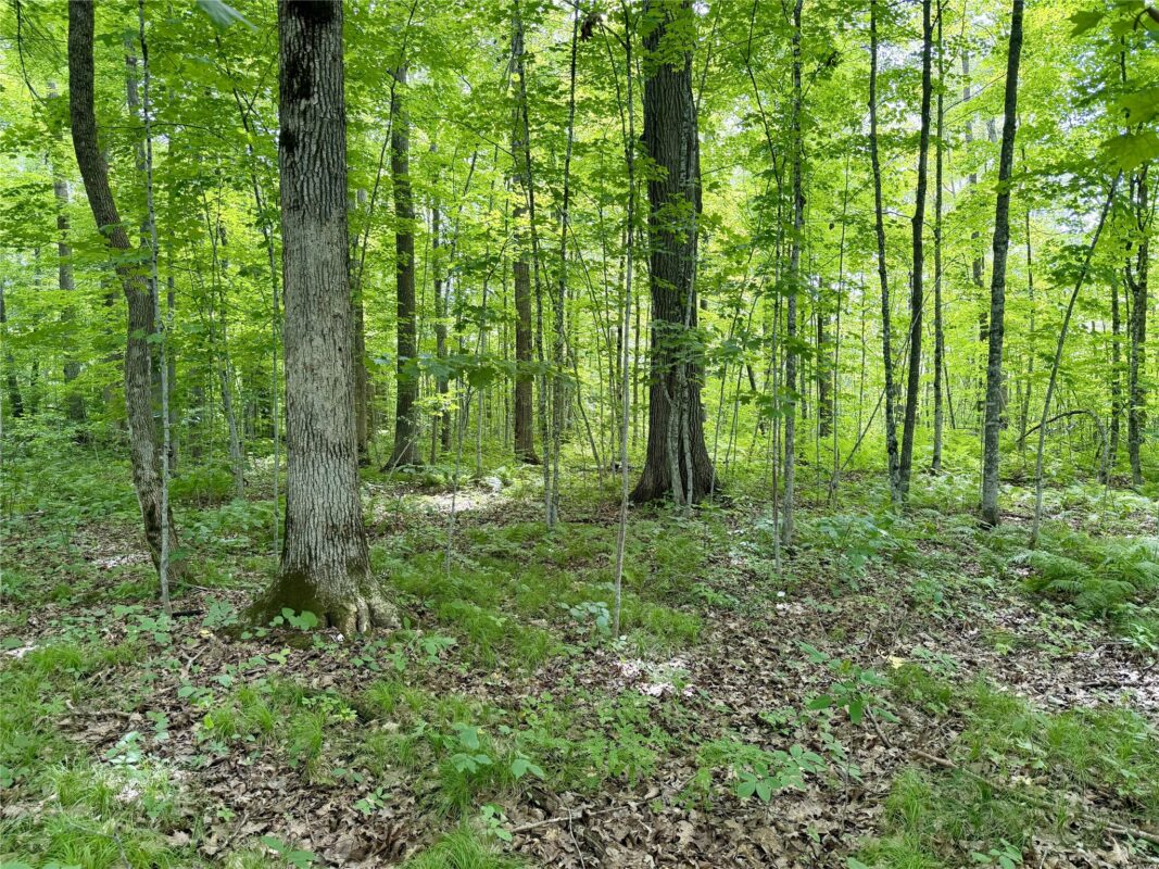 25478 185th Avenue, Cornell WI 54732 - Land house for sale - MLS #1603555 - image4