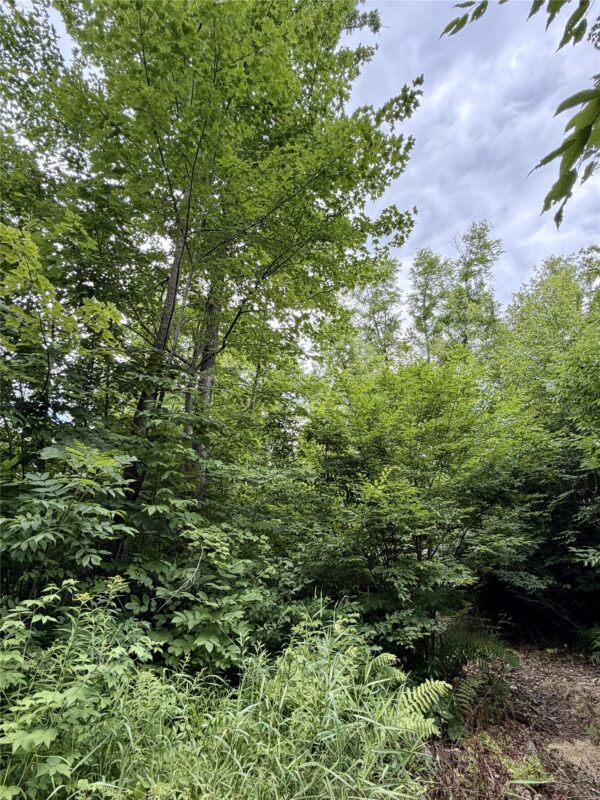 25478 185th Avenue, Cornell WI 54732 - Land house for sale - MLS #1603555 - image32