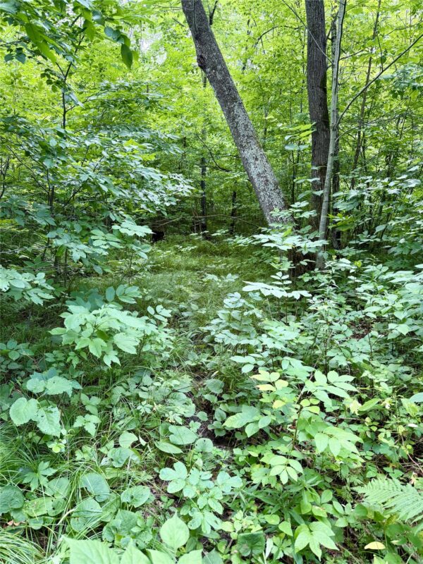 25478 185th Avenue, Cornell WI 54732 - Land house for sale - MLS #1603555 - image9