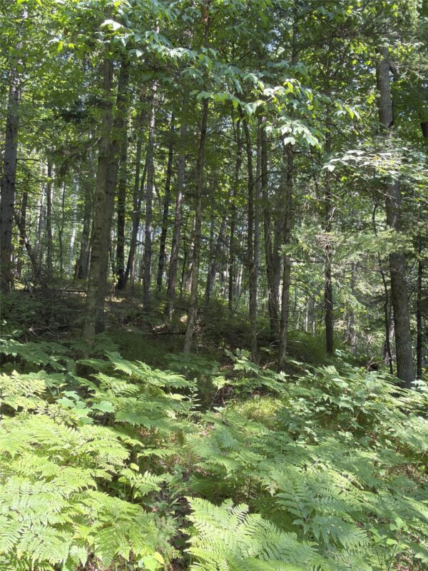 3500 Historic Road, Weyerhaeuser WI 54895 - Land house for sale - MLS #1603664 - image25
