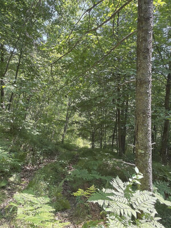 3500 Historic Road, Weyerhaeuser WI 54895 - Land house for sale - MLS #1603664 - image26