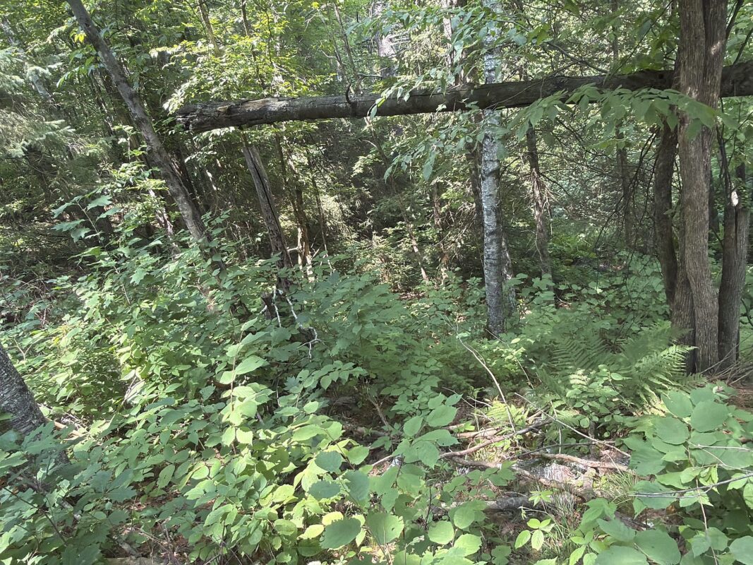 3500 Historic Road, Weyerhaeuser WI 54895 - Land house for sale - MLS #1603664 - image40